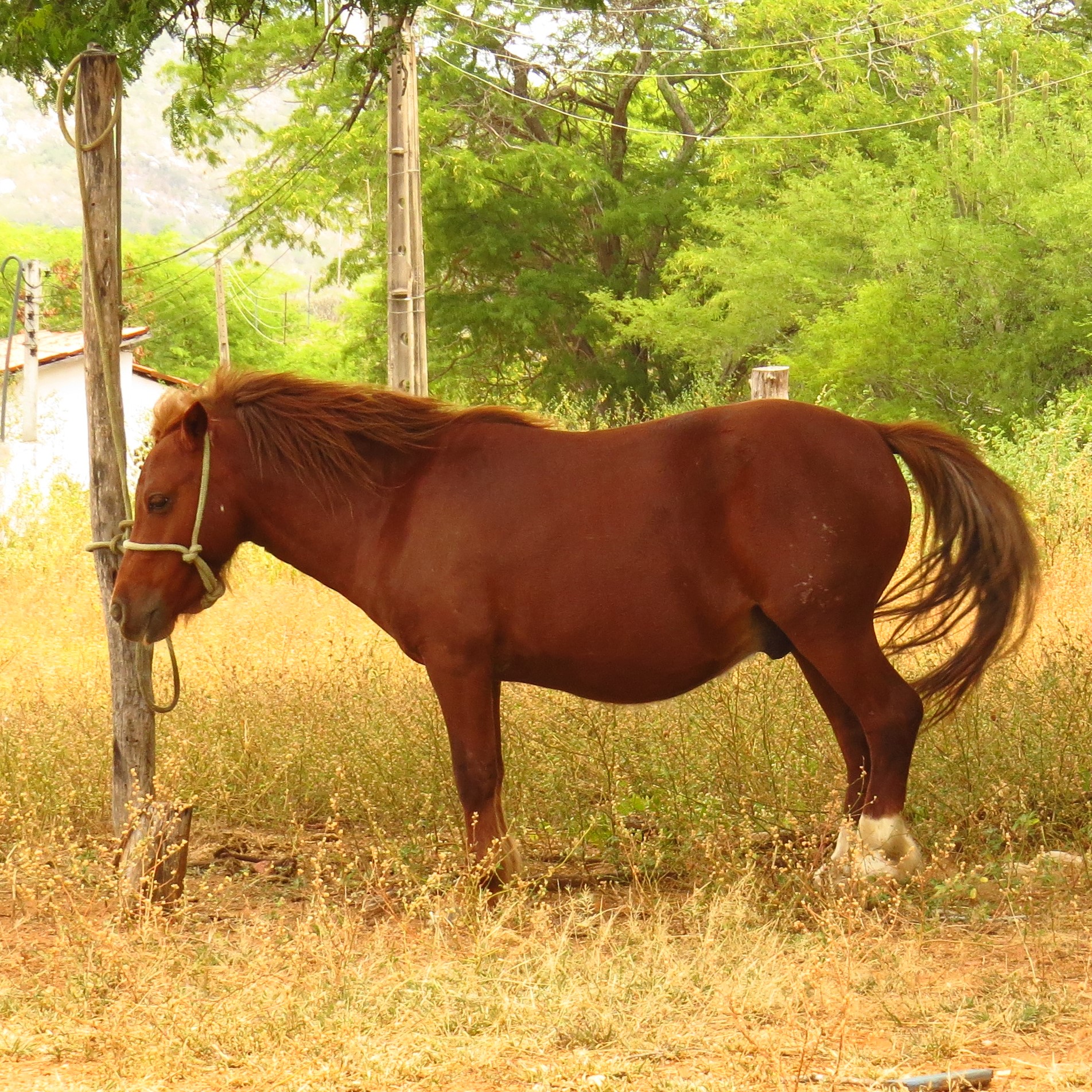 Pônei